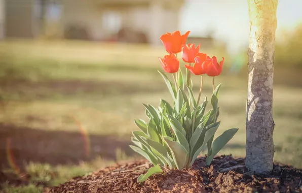 Flowers, nature, spring