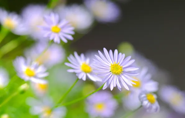Picture flowers, chamomile, blur, lilac