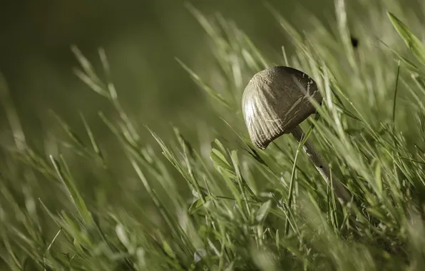 Grass, macro, mushrooms