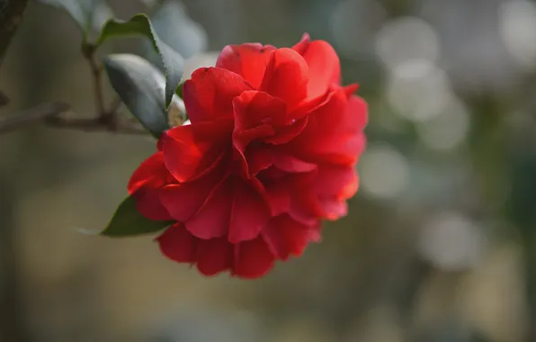 Flower, leaves, branch, red Camellia