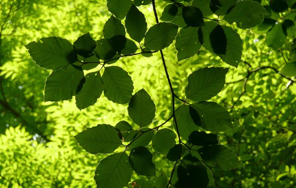 Greens, summer, the sun, light, branch, leaves, juicy