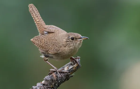 Branches, bird, bird