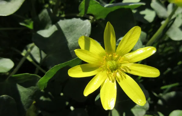 Macro, yellow, spring 2018, single flower, mamala ©