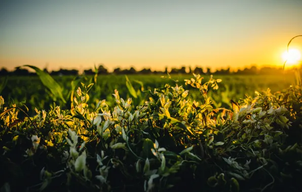 Field, the sky, grass, trees, flowers, horizon, sunrise