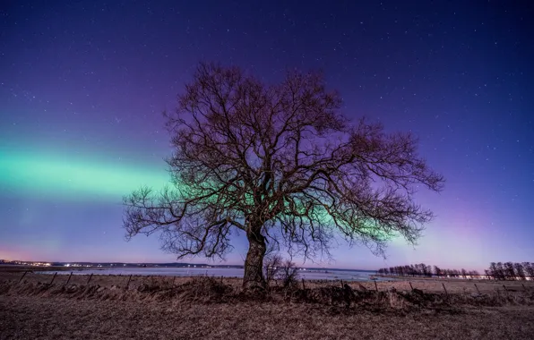 Field, the sky, stars, night, branches, blue, tree, shore