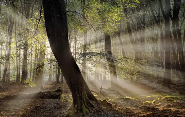 Forest, trees, morning, Holland, sunlight, Drie, Guelders