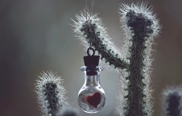 Heart, cactus, Bank