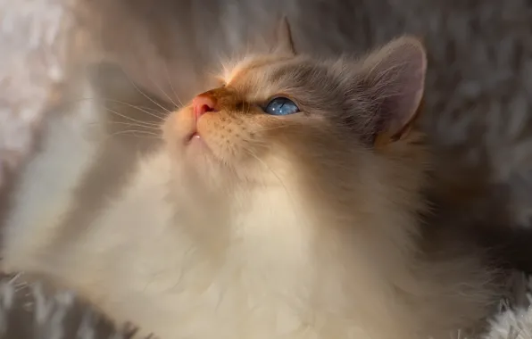 Cat, white, cat, look, light, comfort, portrait, fluffy