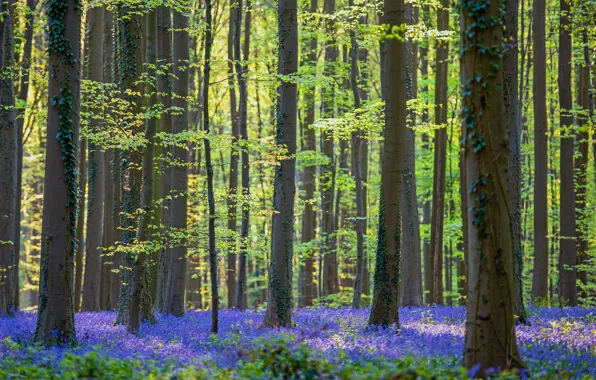 Greens, forest, leaves, trees, flowers, branches, trunks, glade
