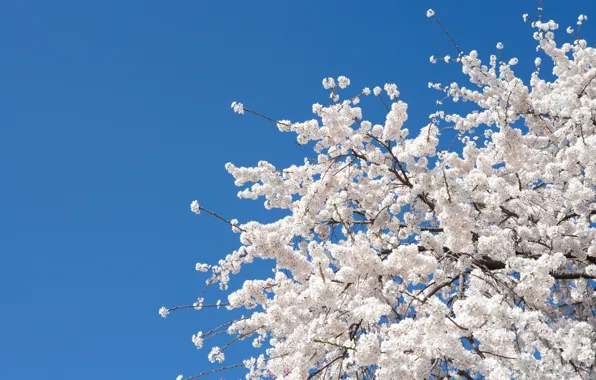 Flowers, cherry, tree, spring, Sakura, white, white, Nature