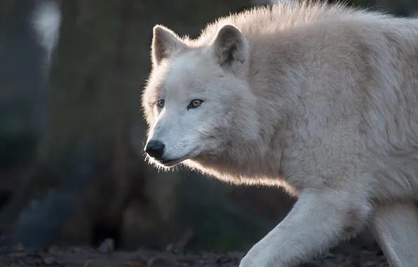 Nature, face, animal, wolf, wildlife, head, fur, mammal