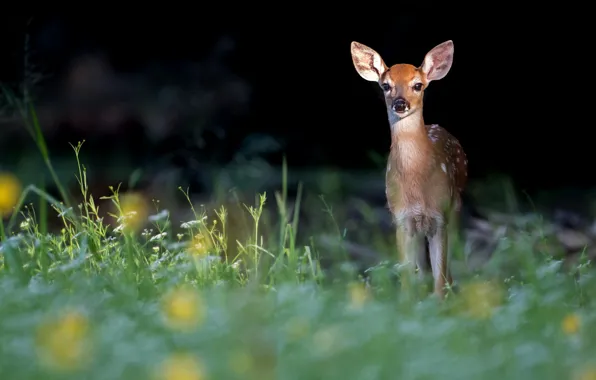 Picture grass, the dark background, deer, fawn