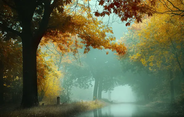 Picture autumn, forest, water, trees, fog, pond, branch, shore