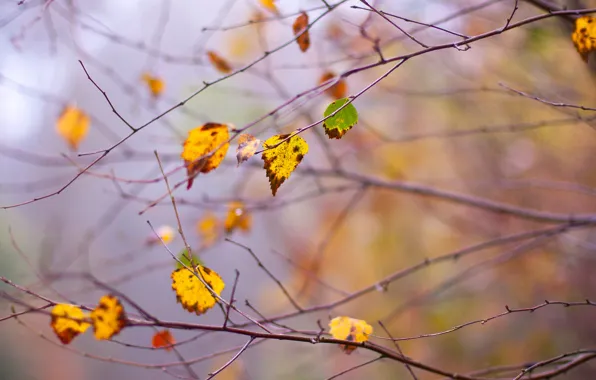Picture autumn, leaves, branches, branch, dello