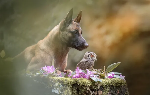 Picture flowers, nature, owl, bird, stump, dog, dog