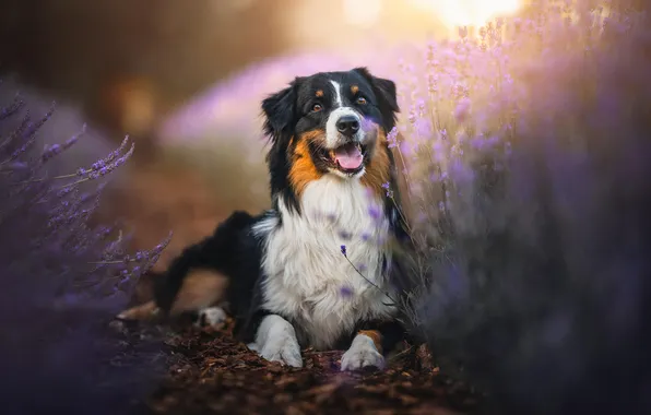 Field, look, flowers, nature, pose, dog, face, lavender