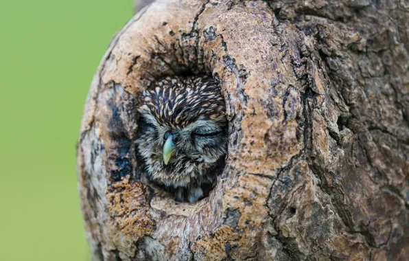 Nature, tree, owl, sleeping, the hollow