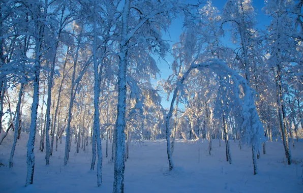 Winter, snow, trees, Sweden, Sweden