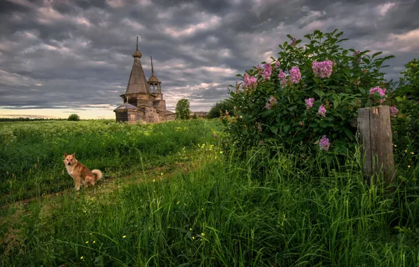 Picture Arkhangelsk oblast, The Onega district, Volozero, The Church Of Paraskeva