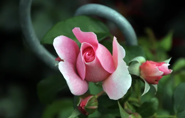 Flower, flowers, pink, rose, roses, garden, Bud, support