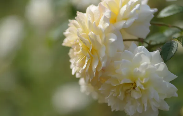 Flowers, roses, branch, yellow, white, bokeh, cream, lush