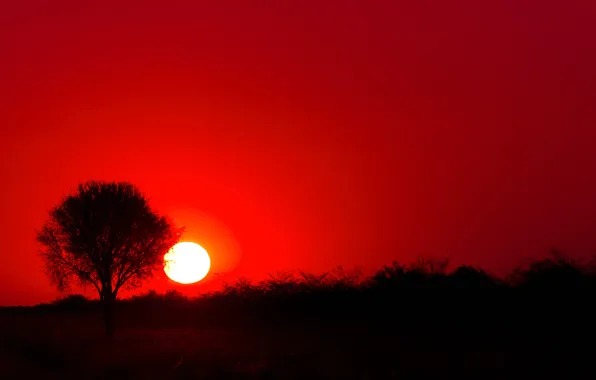 Picture the sun, trees, sunset, silhouette, Africa, Botswana