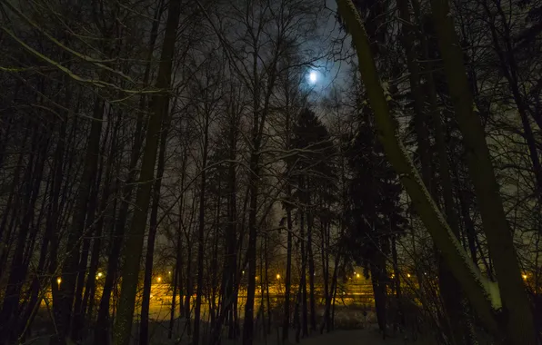 Winter, forest, snow, trees, night, nature, the moon, the evening