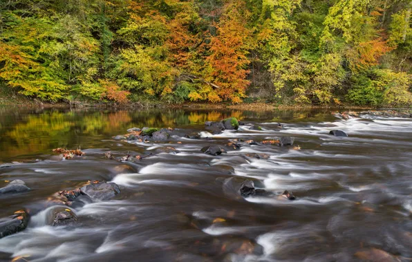Autumn, forest, river, Scotland, Scotland, Ayrshire, Ayrshire