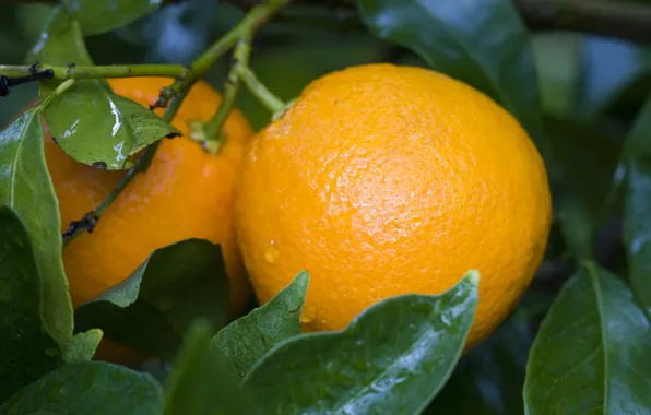 Leaves, orange, fruit, fruit