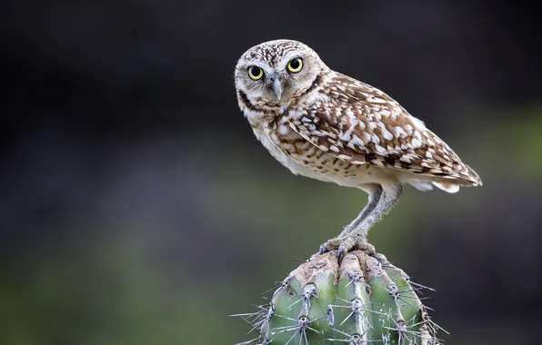 Look, bird, cactus, owl burrowing