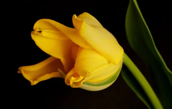 Picture flower, yellow, Tulip