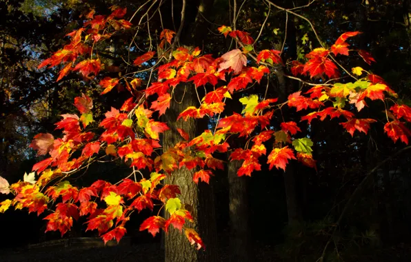Autumn, leaves, branches, tree, the crimson