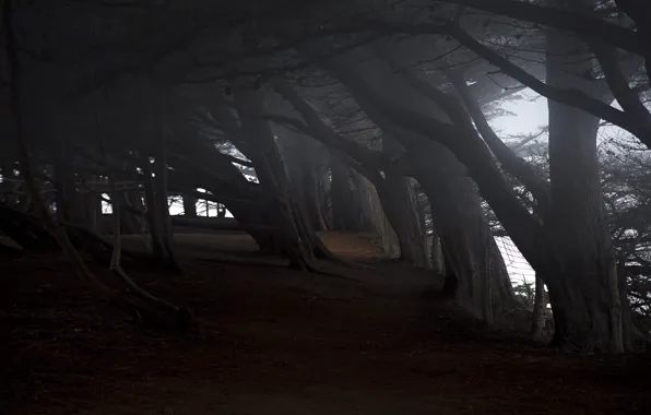 Trees, tilt