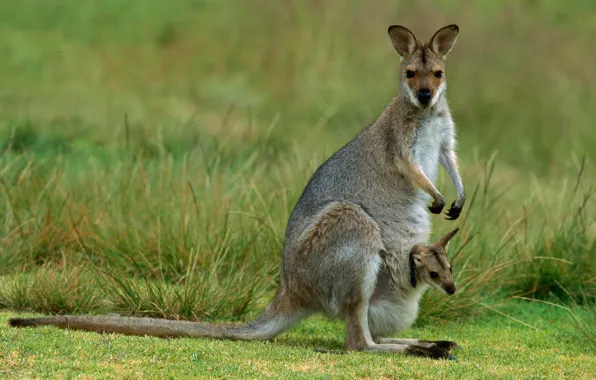 Australia, kangaroo, cub, marsupials