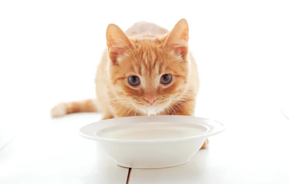 Picture Look, Cat, Cat, Kittens, Red, Milk, Plate
