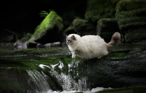 Cat, cat, water, nature, pose, stones, rocks, jump