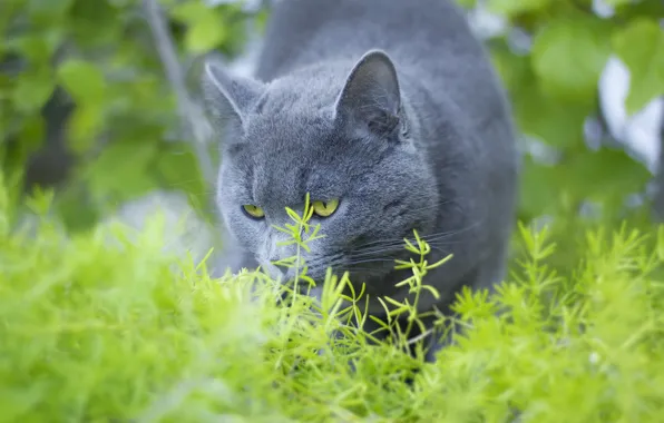 Picture summer, eyes, cat, blue, Russian