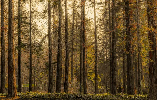 Autumn, forest, trees, branches, trunks, pine, Bor, pine