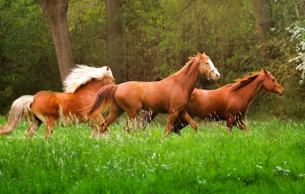 Grass, nature, animal, horse, running
