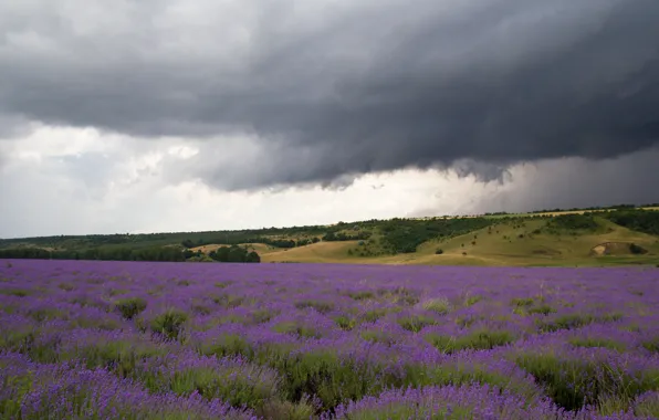 Field, landscape, sky, field, landscape, flowers, lavender, lavender