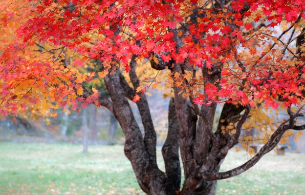 Picture autumn, tree, paint, Nature, Japan, maple
