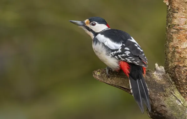Tree, bird, branch, woodpecker, bitches
