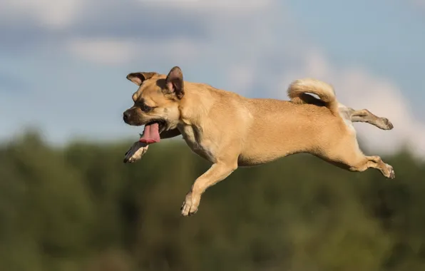 Language, jump, dog, flight