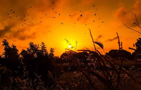 Grass, the sun, sunrise, bird