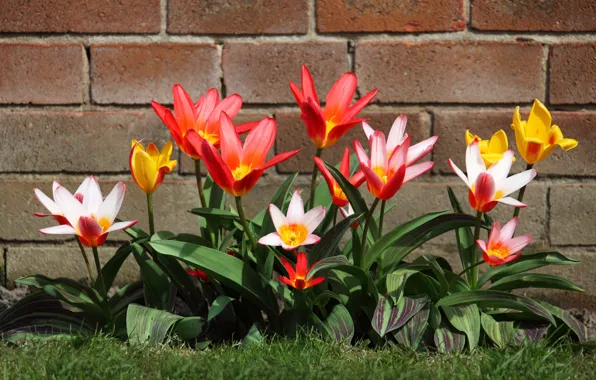 Wall, petals, garden, yard, tulips
