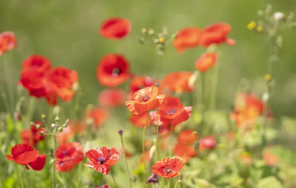 Summer, flowers, stems, Maki, meadow, red, blur, green background