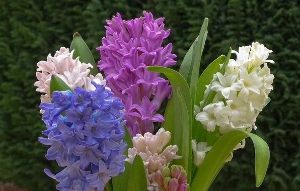 Leaves, flowers, bouquet, spring, pink, white, lilac, hyacinths