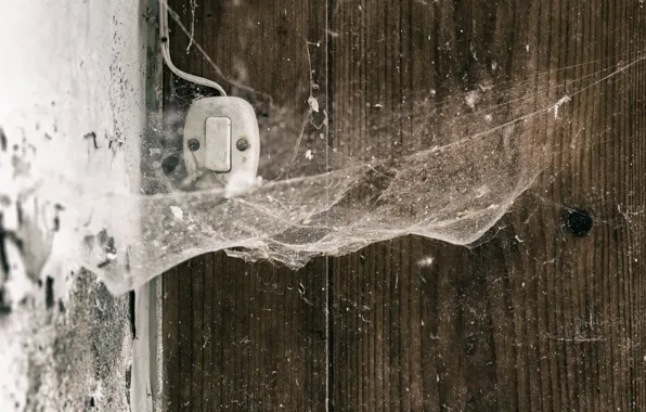 Macro, background, web, switch