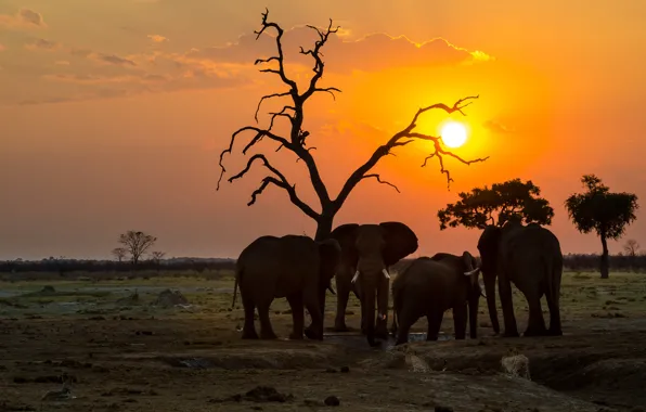 Field, the sky, the sun, clouds, sunset, branches, tree, elephant