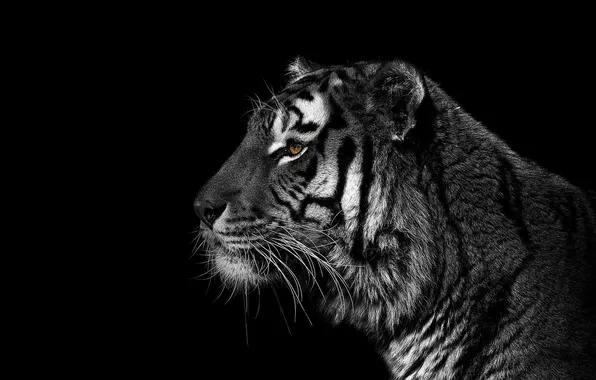 Picture Tiger, Black, White